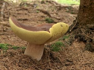 Klikni pro velký obrázek