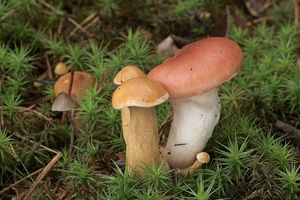 Klikni pro velký obrázek