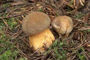 Klikni pro velký obrázek