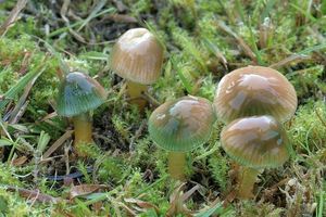 Klikni pro velký obrázek