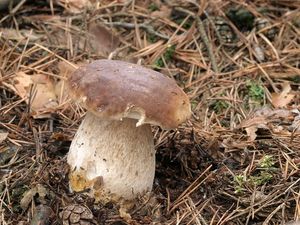 Klikni pro velký obrázek