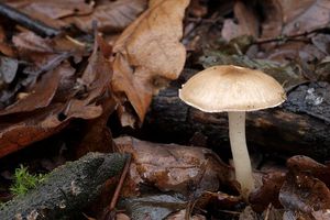 Šťavnatka žíhaná - Hygrophorus arbustivus Fr.