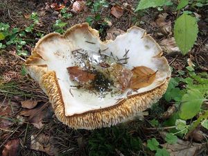 Klikni pro velký obrázek