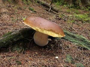 Klikni pro velký obrázek