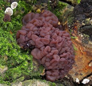 Klikni pro velký obrázek