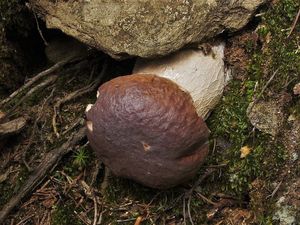 Klikni pro velký obrázek