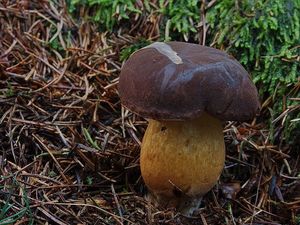 Klikni pro velký obrázek