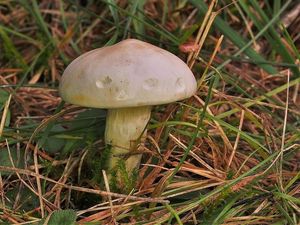 Klikni pro velký obrázek