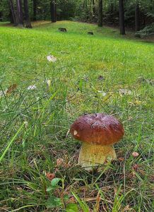 Klikni pro velký obrázek