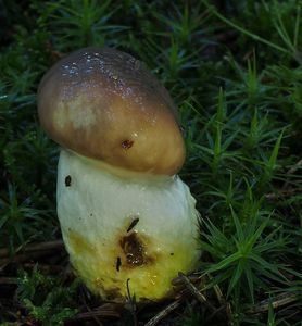 Klikni pro velký obrázek