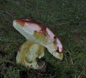 Klikni pro velký obrázek