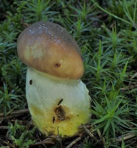 Klikni pro velký obrázek