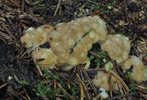 Klikni pro velký obrázek