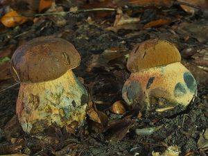 Klikni pro velký obrázek