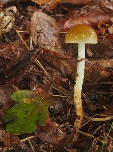 Klikni pro velký obrázek