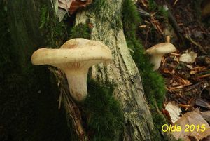 Klikni pro velký obrázek