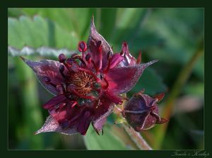 Mochna bahenní (Potentilla palustris)