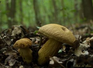 Klikni pro velký obrázek