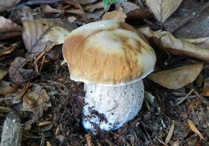 Klikni pro velký obrázek