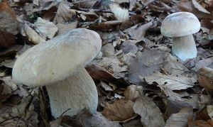 Klikni pro velký obrázek