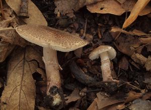 Bedla klamavá - Lepiota pseudolilacea Huijsman 1947