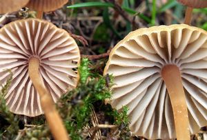 Helmovka hnědobřitá - Mycena olivaceomarginata f. olivaceomarginata (Massee) Massee