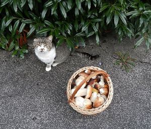 Klikni pro velký obrázek