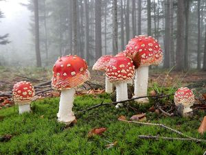 Muchomůrka červená - Amanita muscaria (L.) Lam. 1783