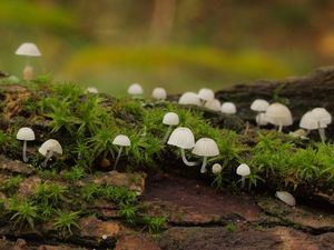 Helmovka přeútlá - Mycena adscendens Maas Geest. 1981