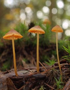 Helmovka zlatobřitá - Mycena aurantiomarginata (Fr.) Quél. 1872