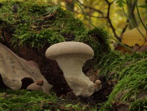 Klikni pro velký obrázek