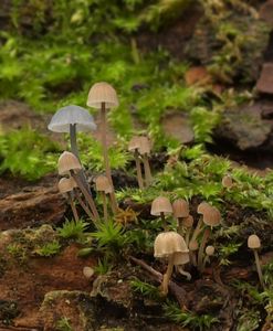 Helmovka korová - Mycena meliigena (Berk. & Cooke) Sacc. 1887