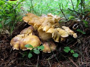 Liška ametystová - Cantharellus amethysteus (Quél.) Sacc. 1887