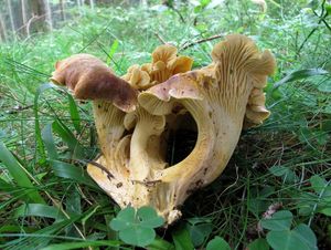 Liška ametystová - Cantharellus amethysteus (Quél.) Sacc. 1887