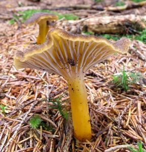 Liška nálevkovitá - Craterellus tubaeformis (Fr.) Quél. 1888