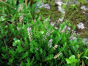 Vřes obecný (Calluna vulgaris)