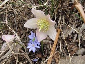 Čemeřice černá (Helleborus niger)