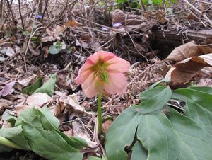 Čemeřice černá (Helleborus niger)