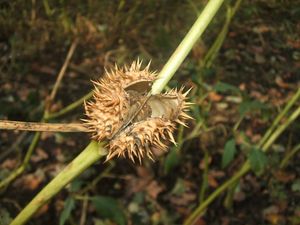 Durman obecný (Datura stramonium)