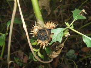 Durman obecný (Datura stramonium)