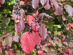 Svída krvavá (Cornus sanguinea)