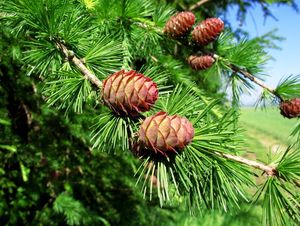 Modřín opadavý (Larix decidua)