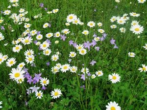 Kopretina bílá (Leucanthemum vulgare)