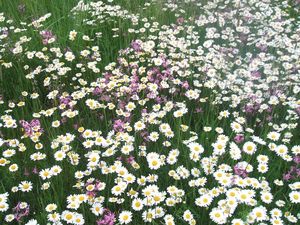 Kopretina bílá (Leucanthemum vulgare)