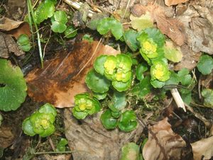 Mokrýš střídavolistý (Chrysosplenium alternifolium L.)