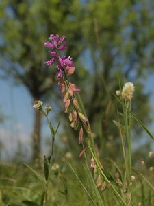 Vítod větší (Polygala major Jacq.)