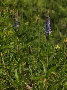 Rozrazil vstavačovitý (Pseudolysimachion orchideum (Crantz) Wraber)