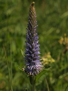 Rozrazil vstavačovitý (Pseudolysimachion orchideum (Crantz) Wraber)