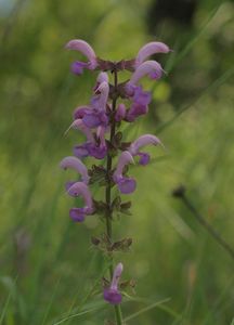 Šalvěj luční (Salvia pratensis)