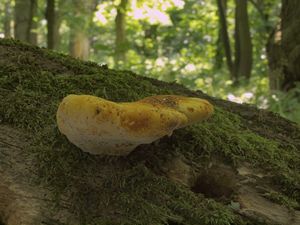 Pstřeňovec dubový - Buglossoporus pulvinus (Pers.) Donk